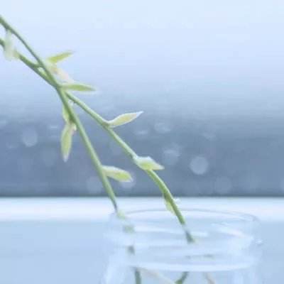 双倍传世最新版